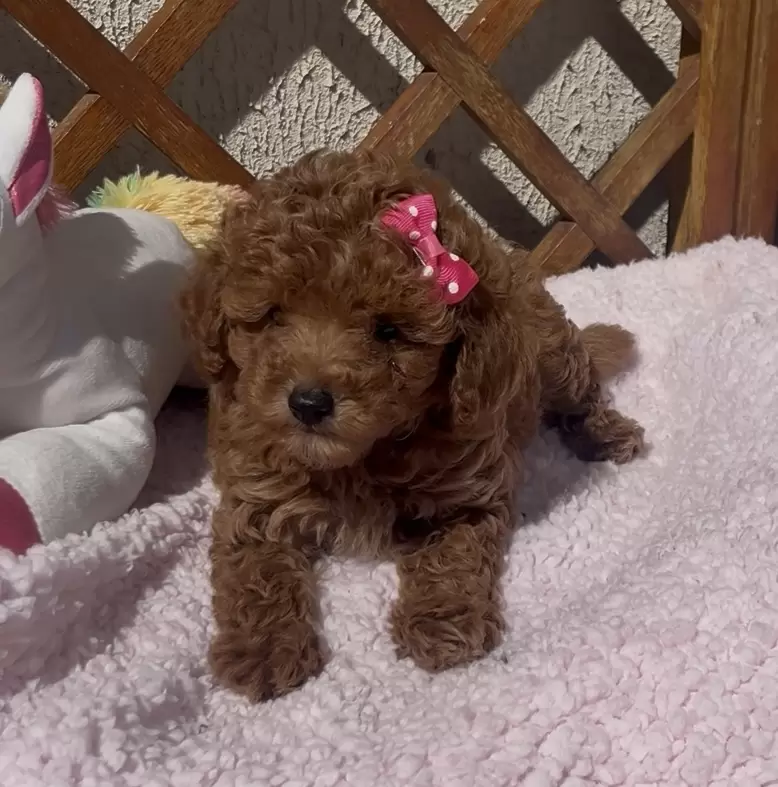 Poodle red Maria Flor