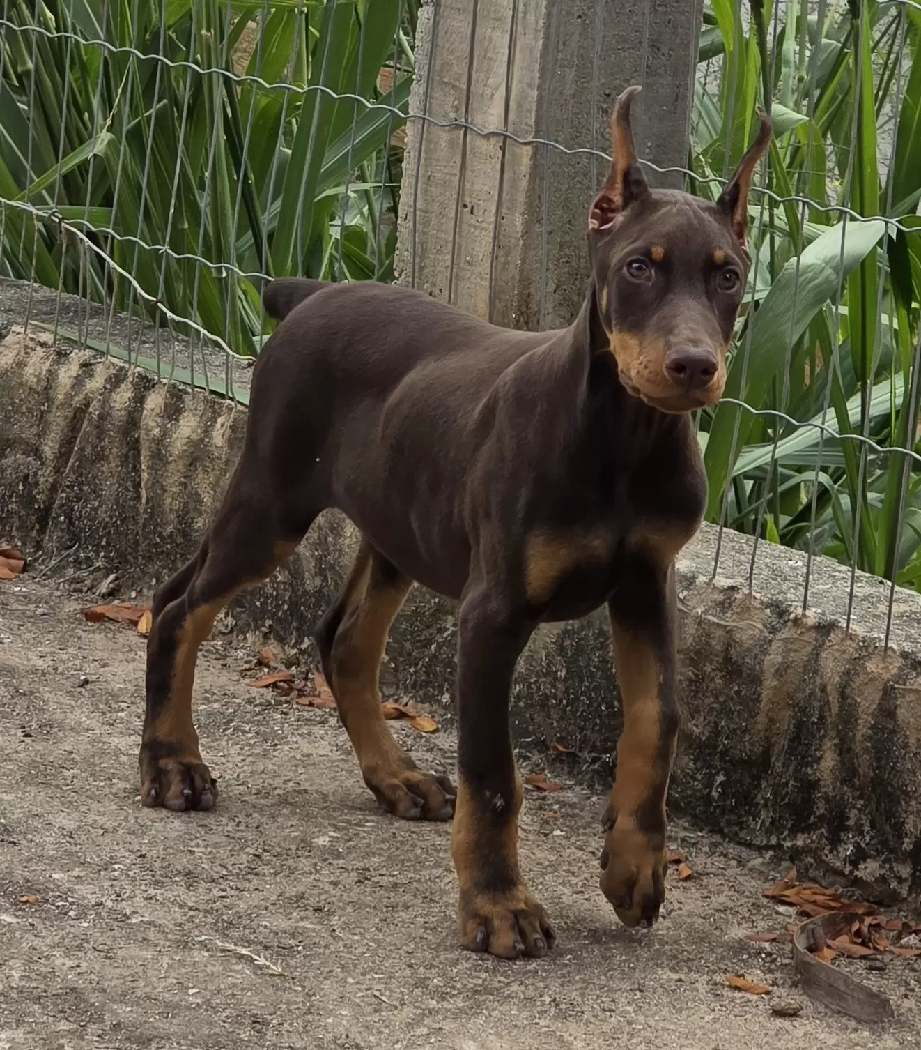 Macho R$ 6.500,00