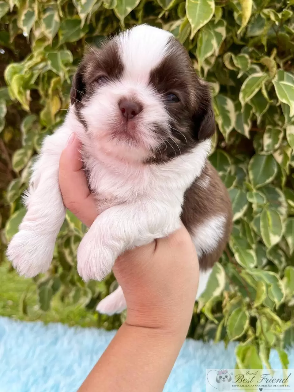  Shih Tzu macho, pelagem branca e chocolate, olhos verdes 