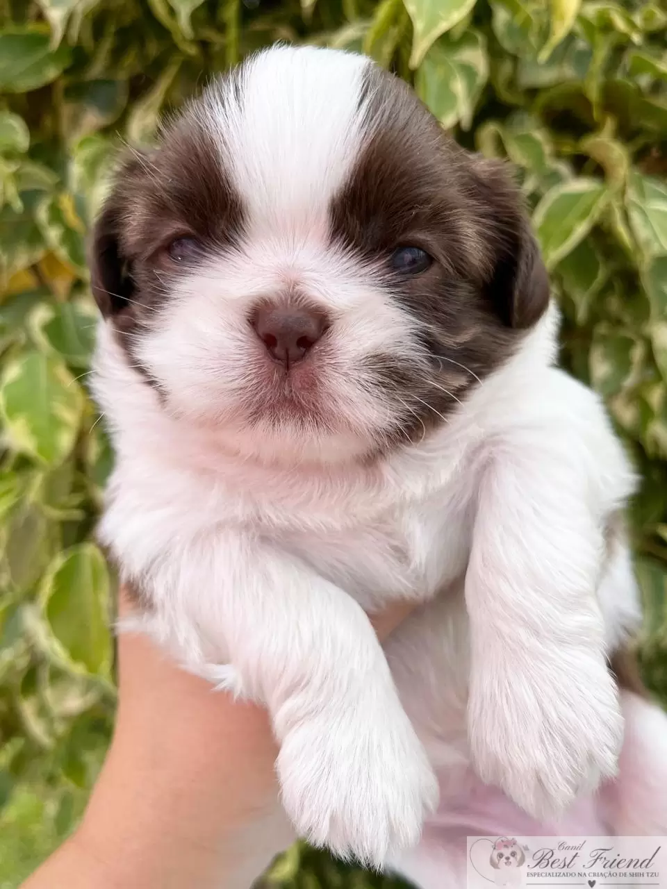  Shih Tzu macho, pelagem branca e chocolate, olhos verdes 