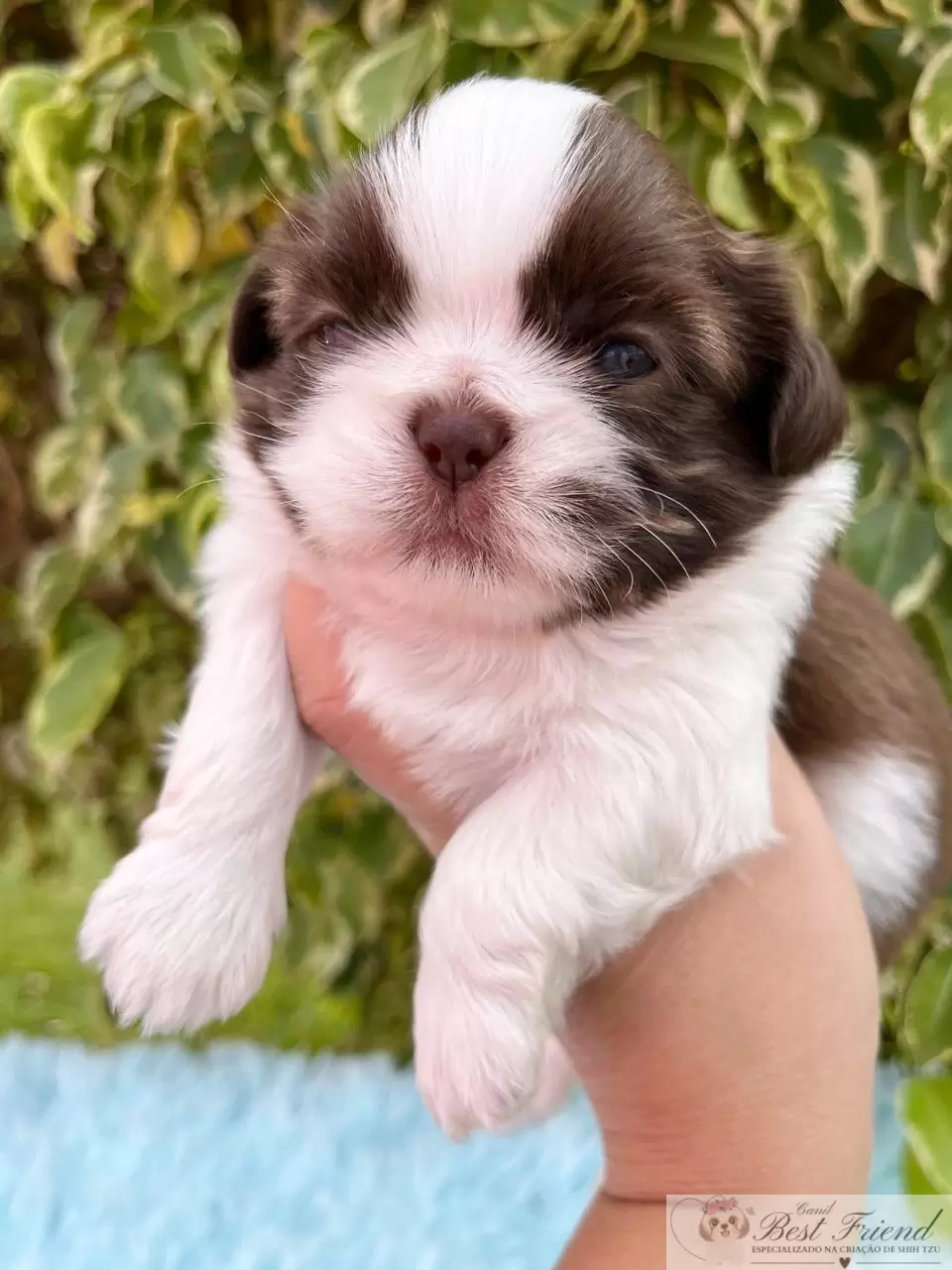  Shih Tzu macho, pelagem branca e chocolate, olhos verdes 