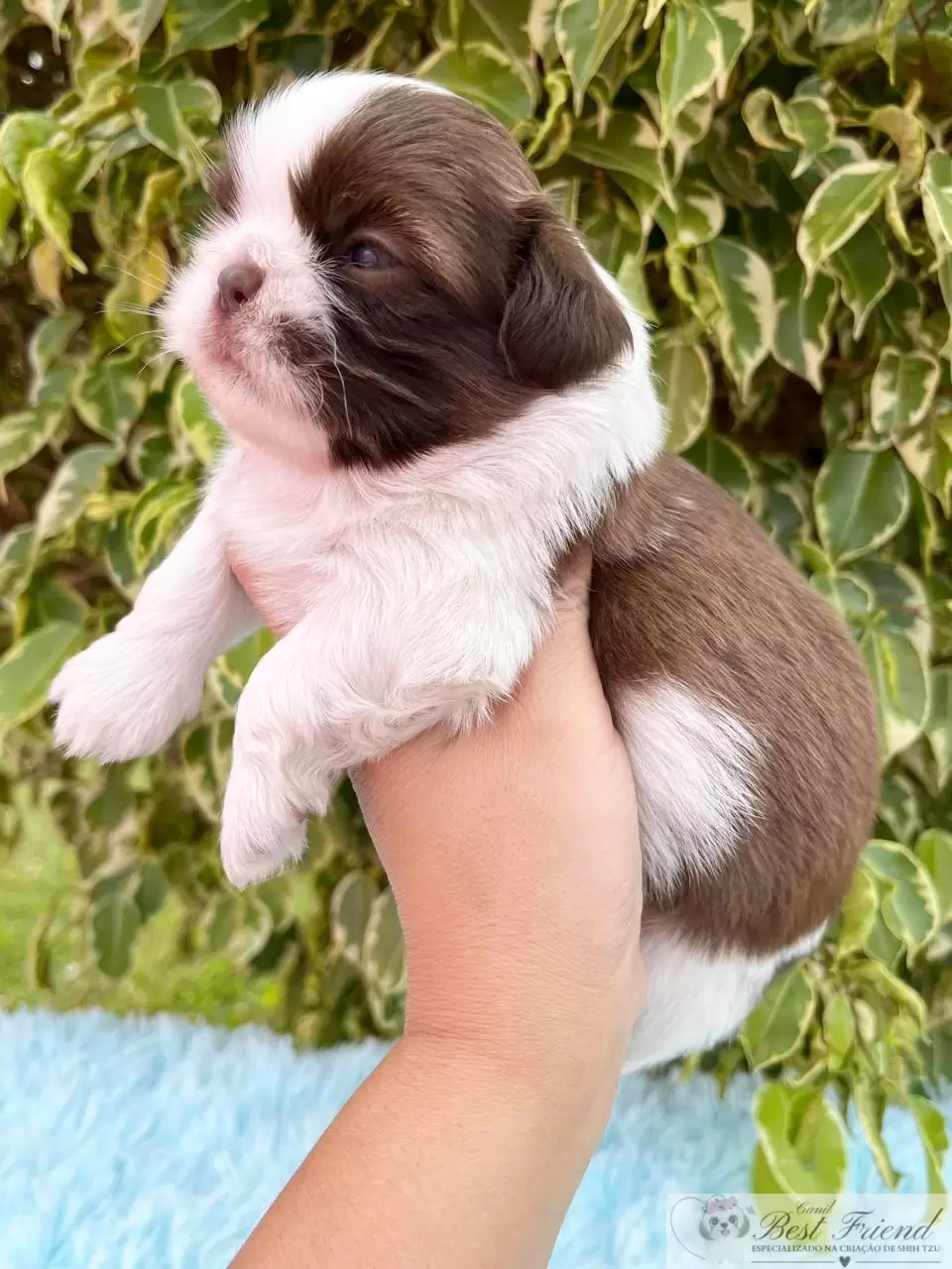  Shih Tzu macho, pelagem branca e chocolate, olhos verdes 