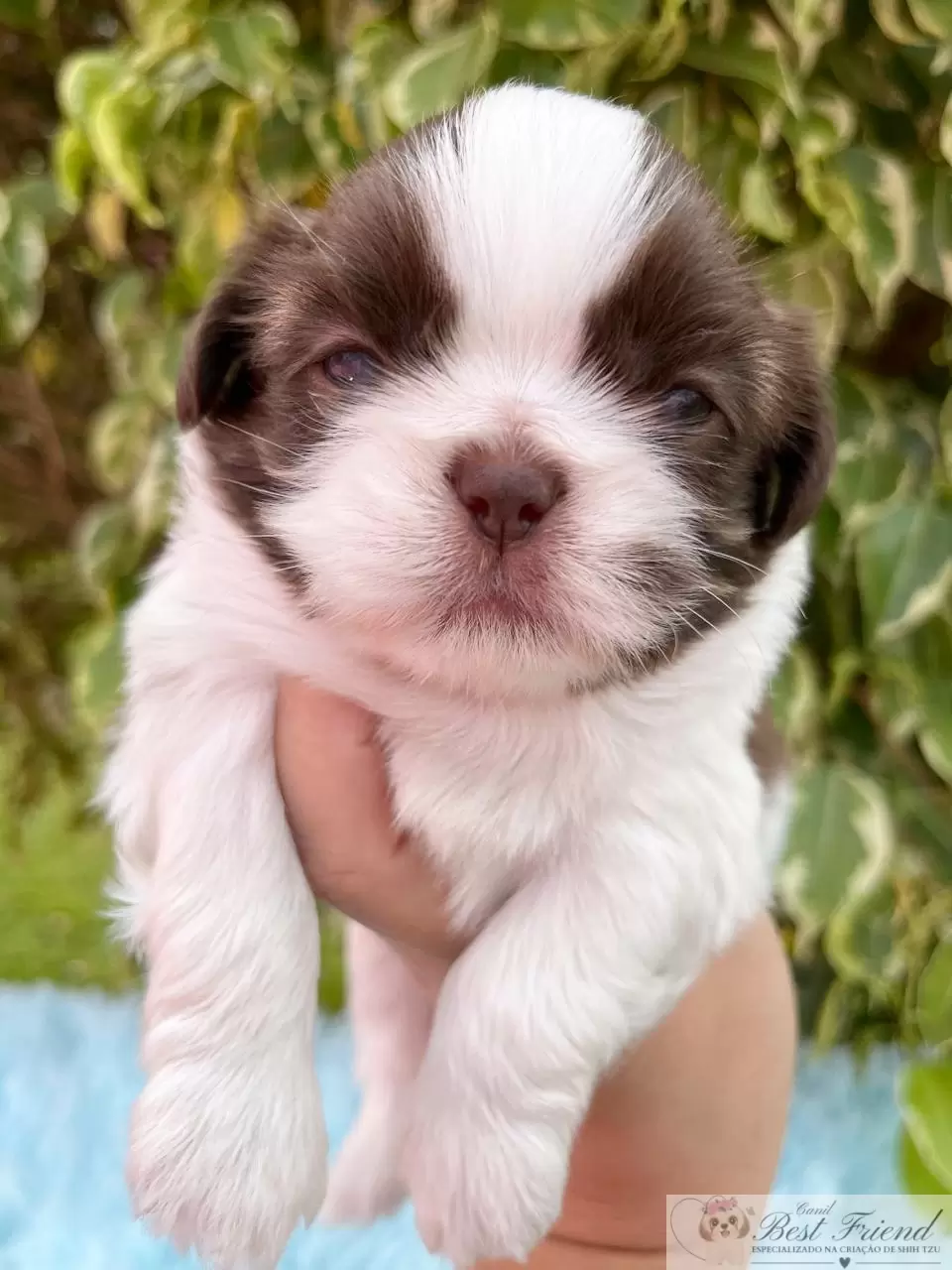  Shih Tzu macho, pelagem branca e chocolate, olhos verdes 