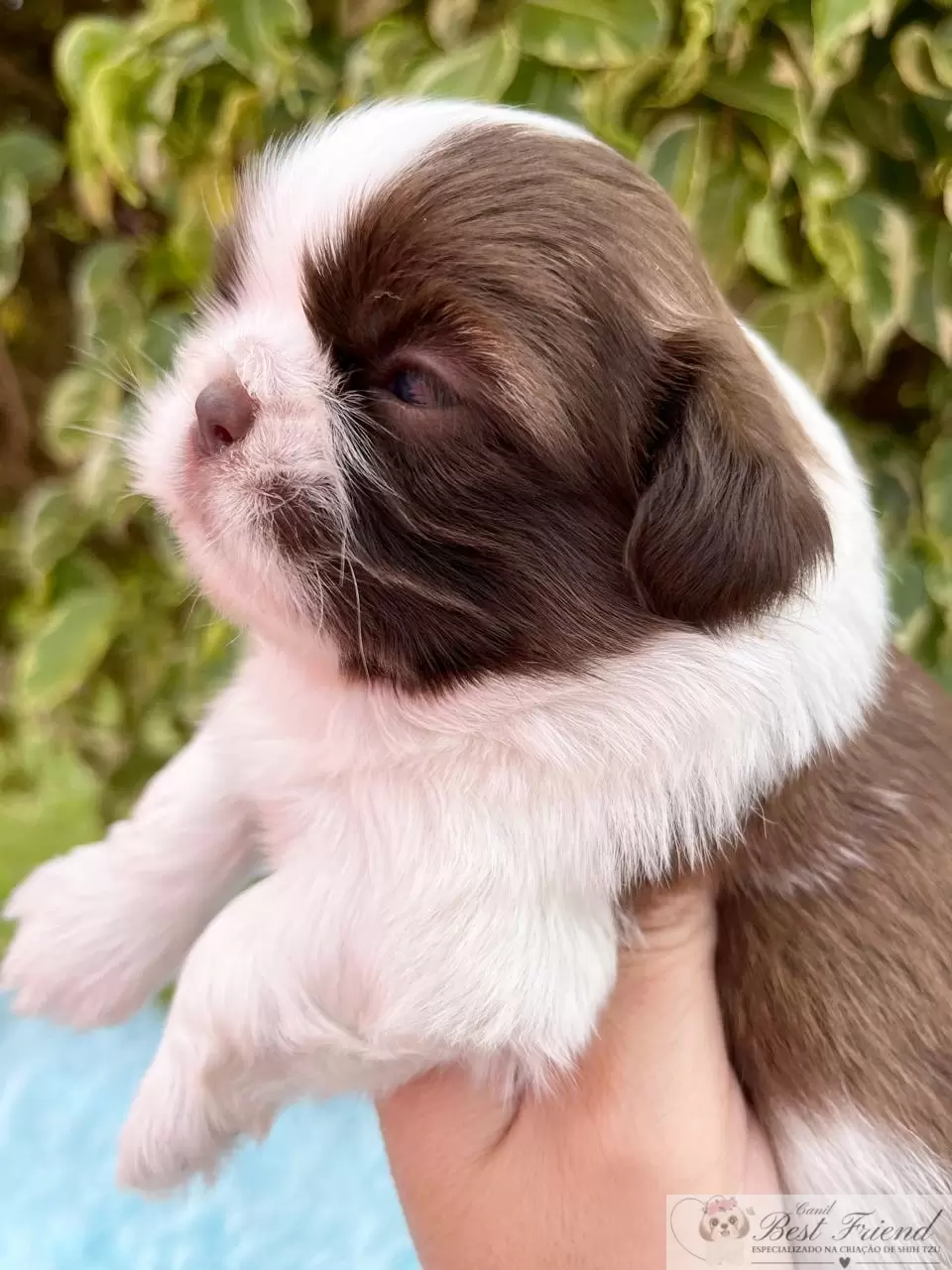  Shih Tzu macho, pelagem branca e chocolate, olhos verdes 