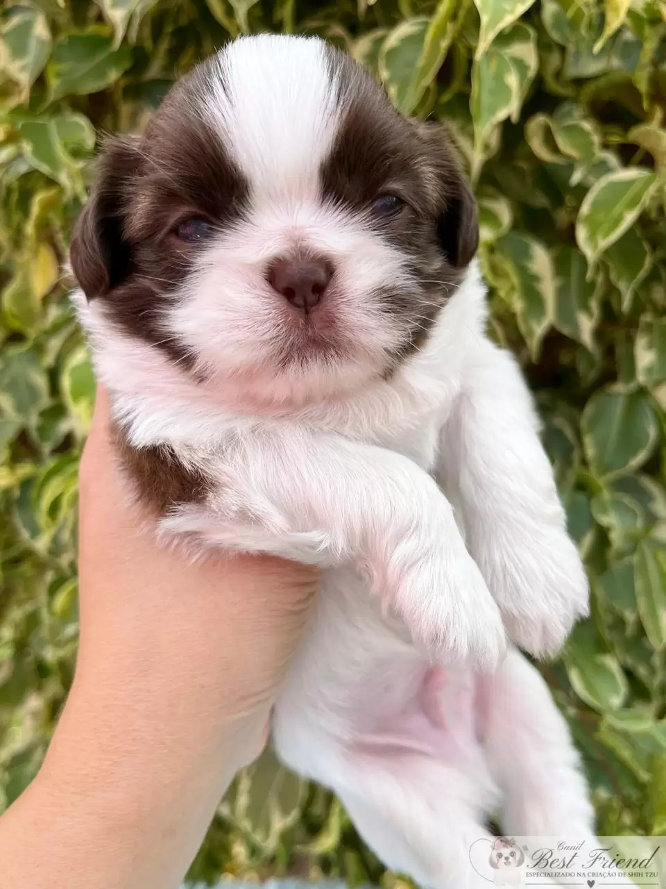  Shih Tzu macho, pelagem branca e chocolate, olhos verdes 