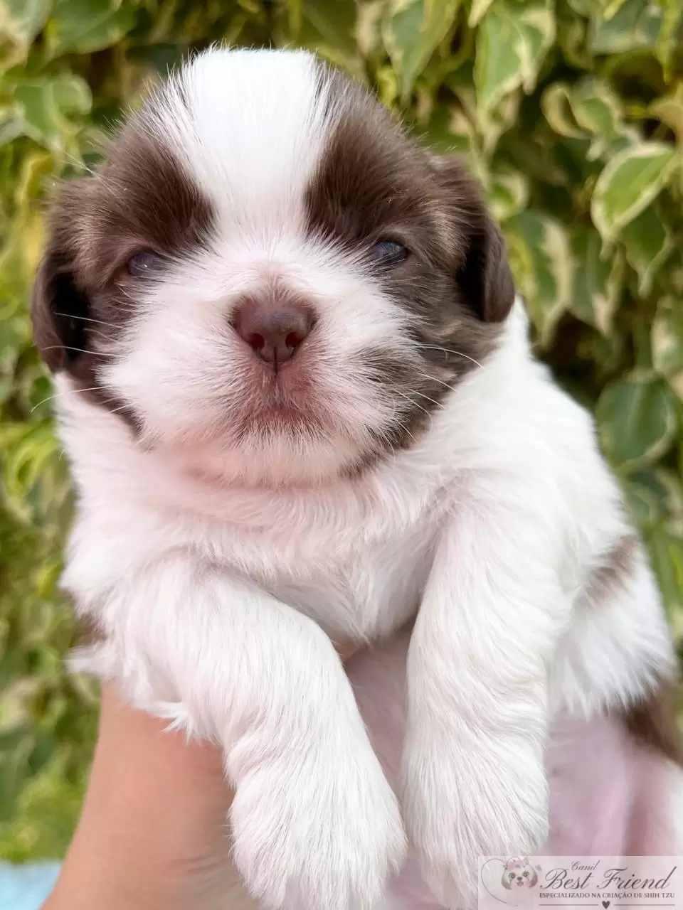  Shih Tzu macho, pelagem branca e chocolate, olhos verdes 