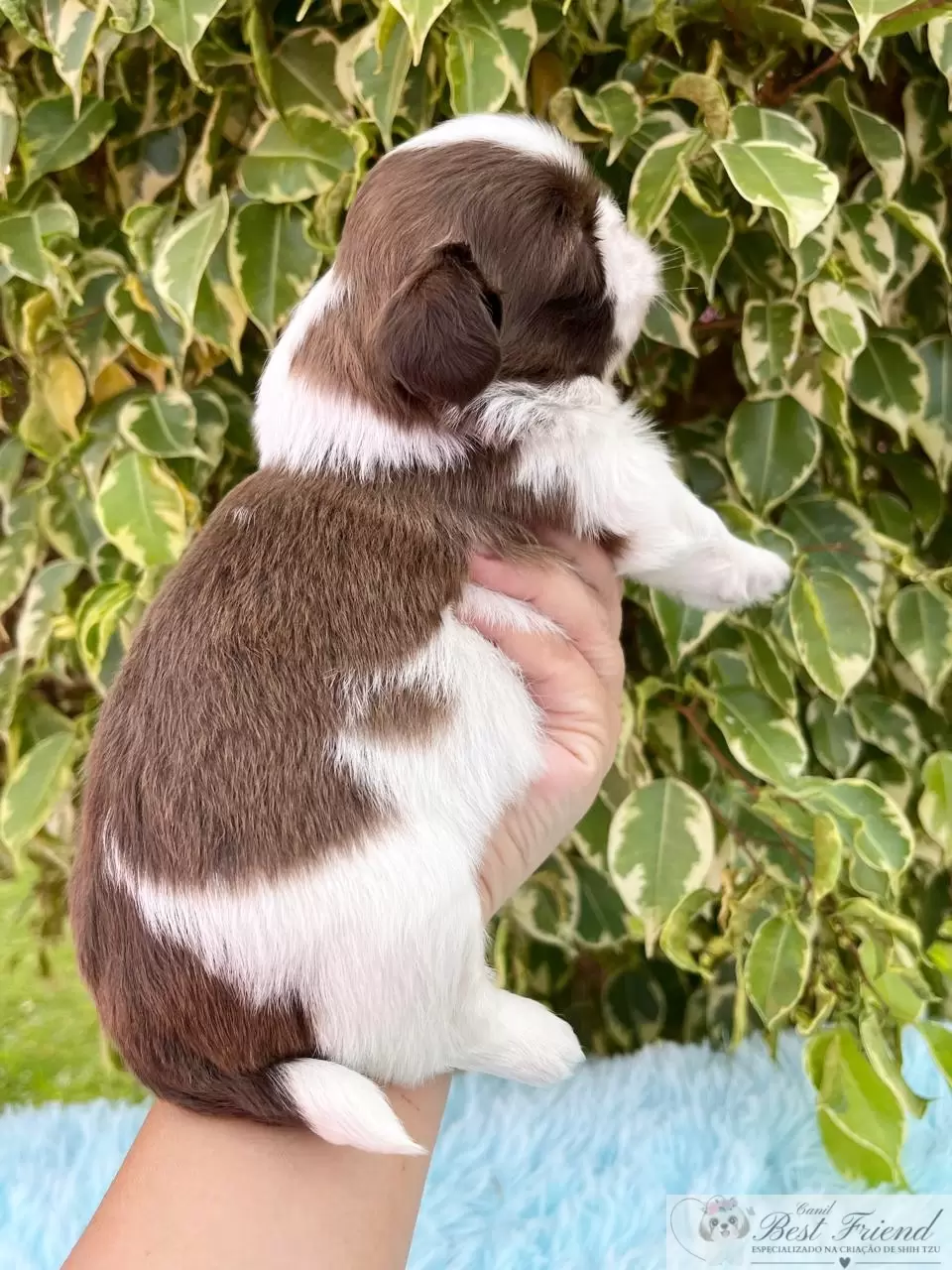  Shih Tzu macho, pelagem branca e chocolate, olhos verdes 