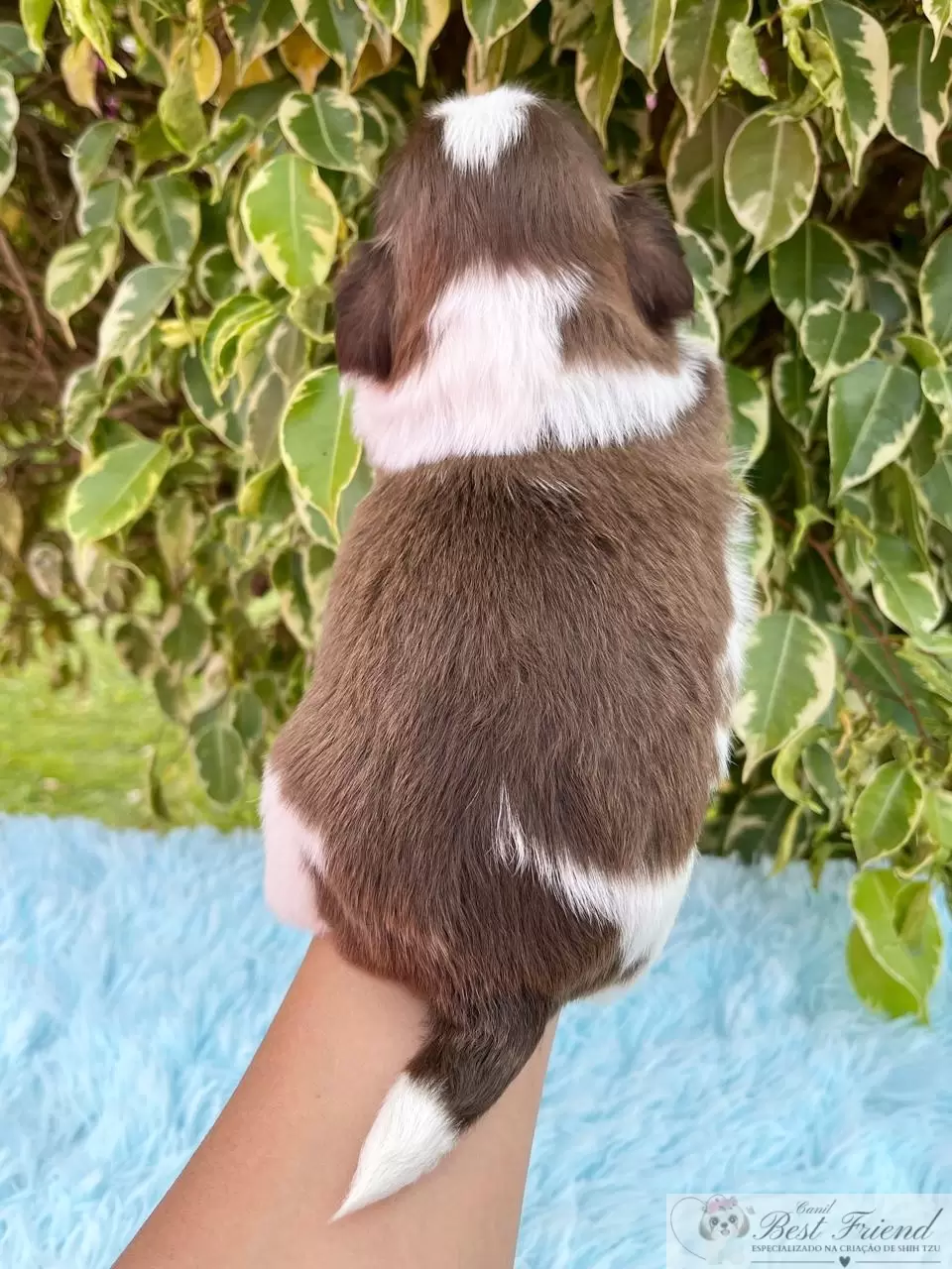  Shih Tzu macho, pelagem branca e chocolate, olhos verdes 