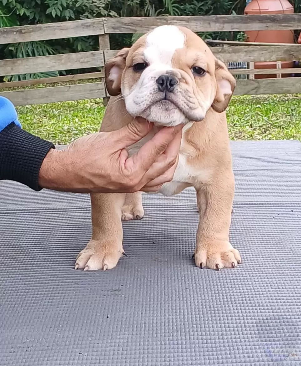Macho 1