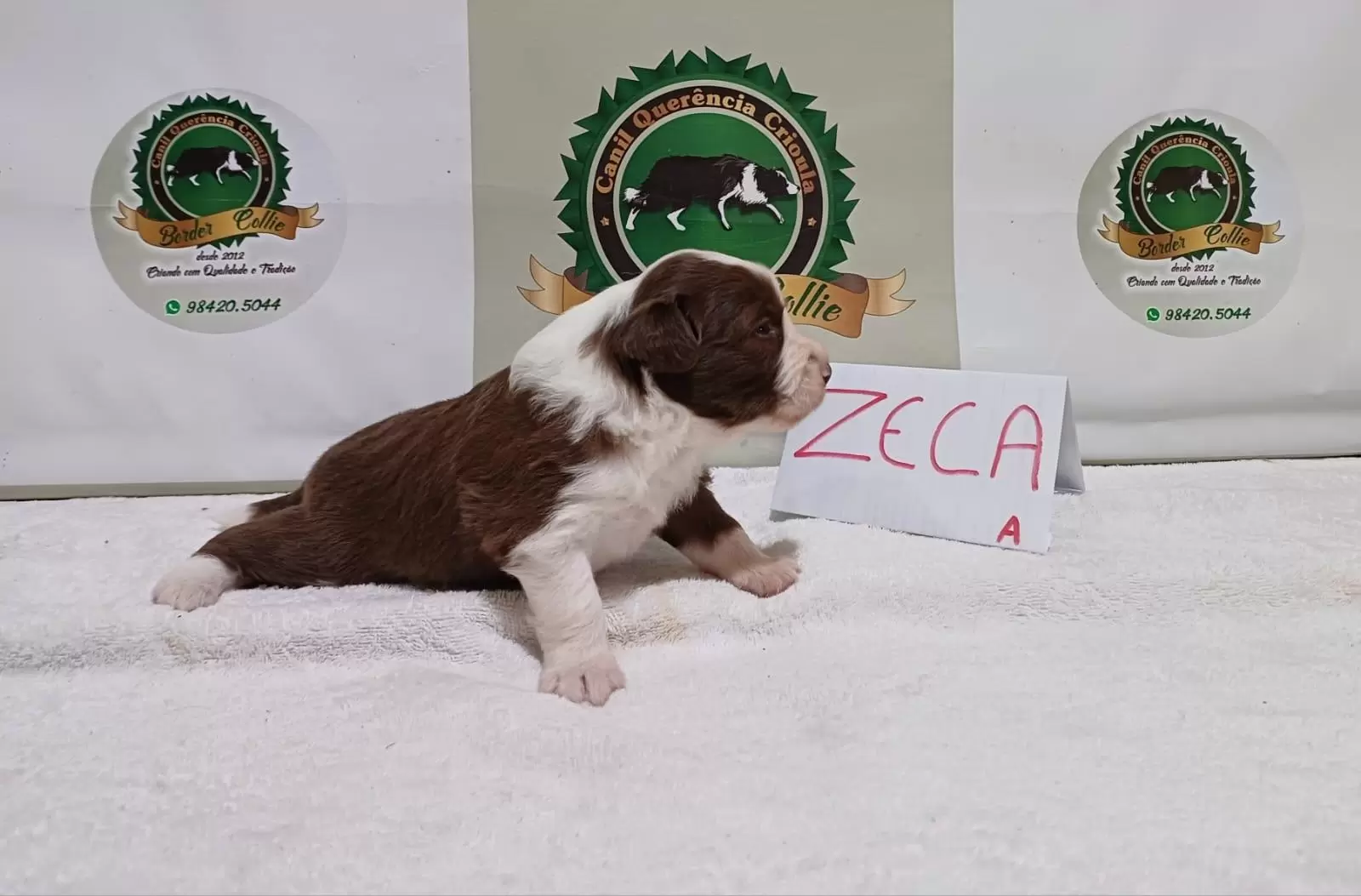 Zeca