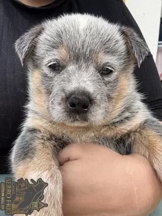 Moose Serro Frio Heelers
