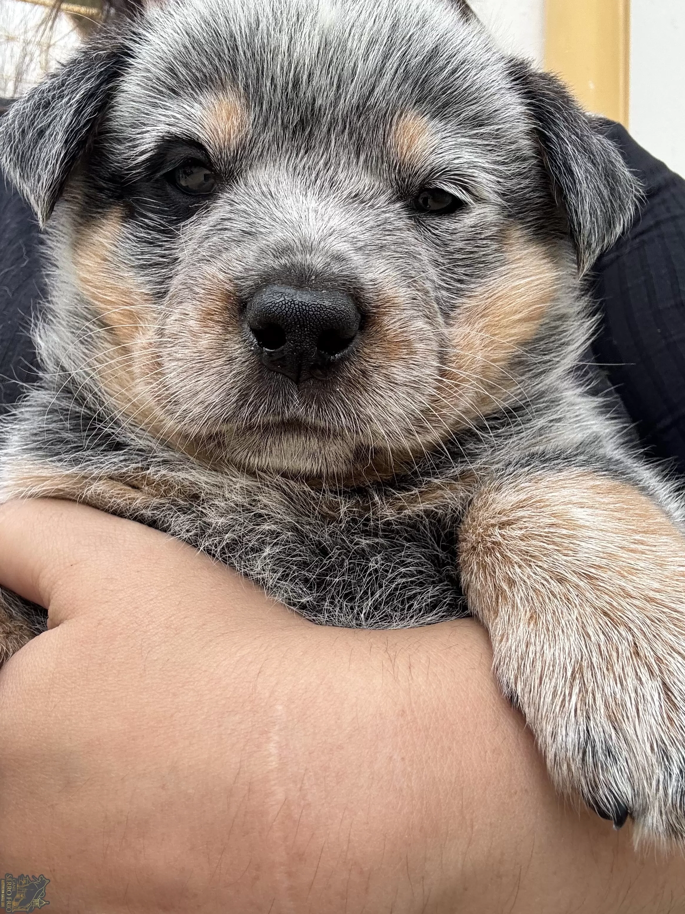 Monty