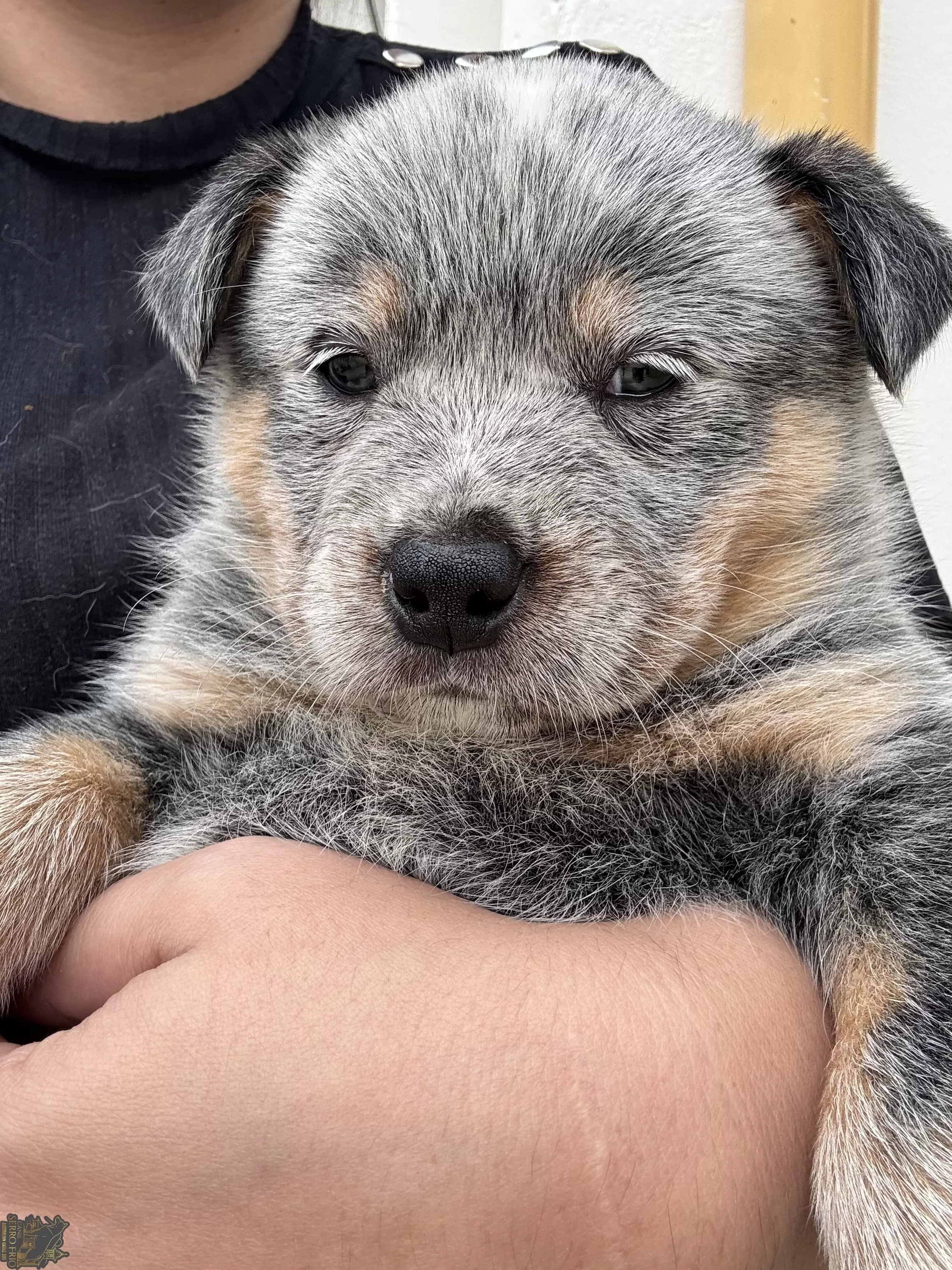 Mika