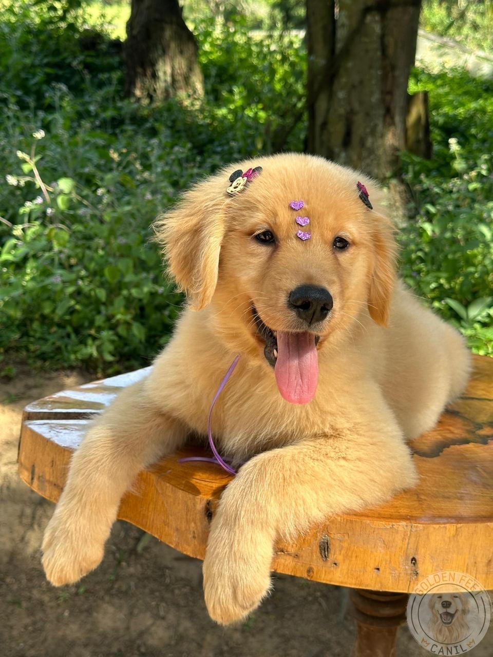 Lilás