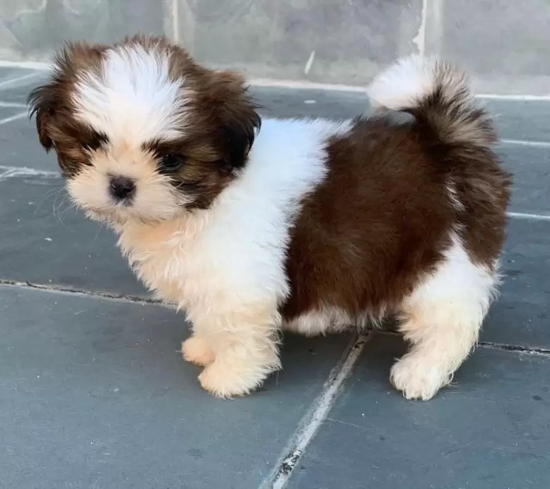 Babalu