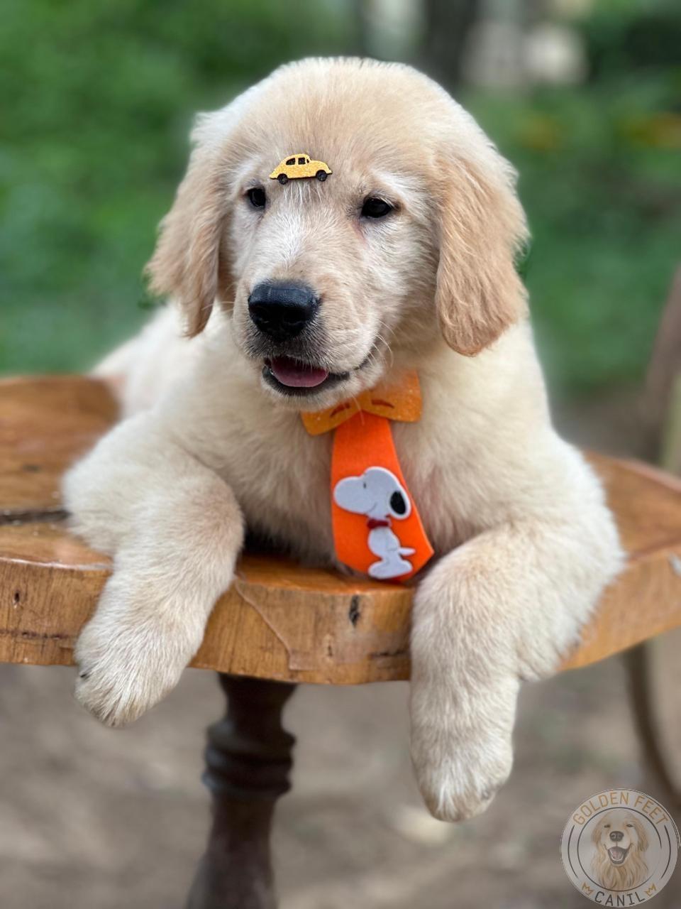 Laranja 