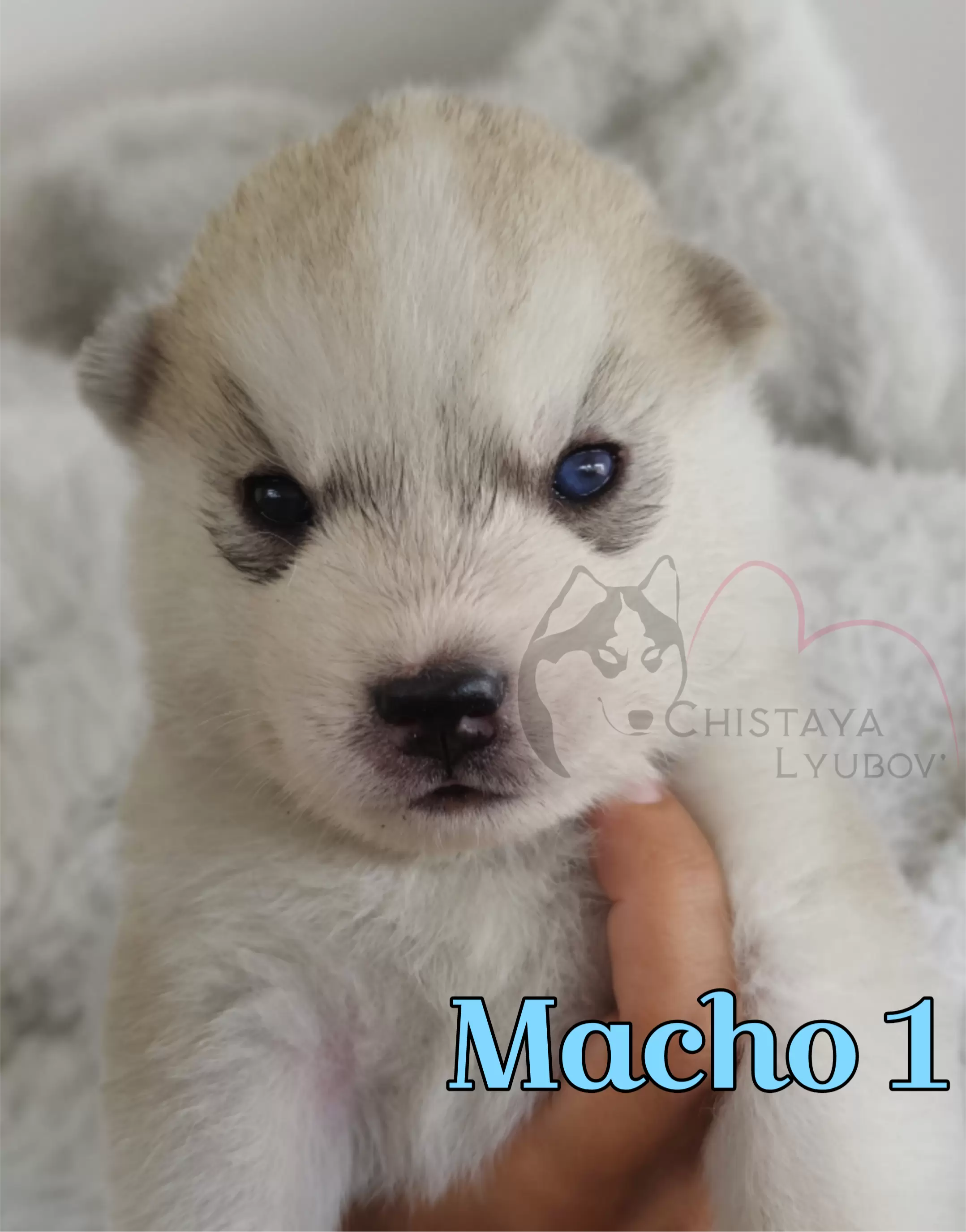 Macho 1