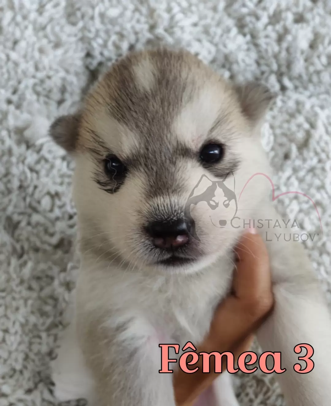 Fêmea 3