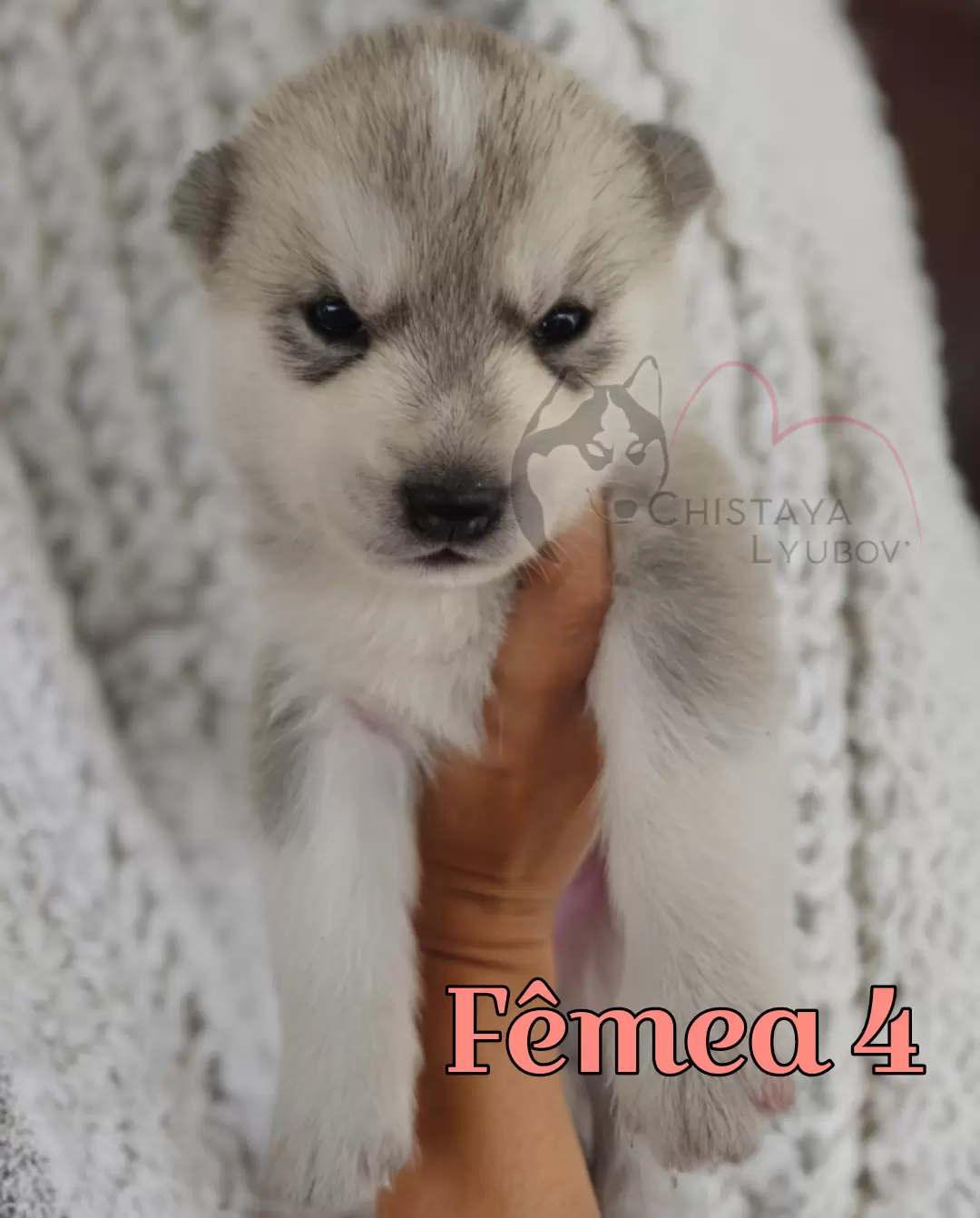 Fêmea 4