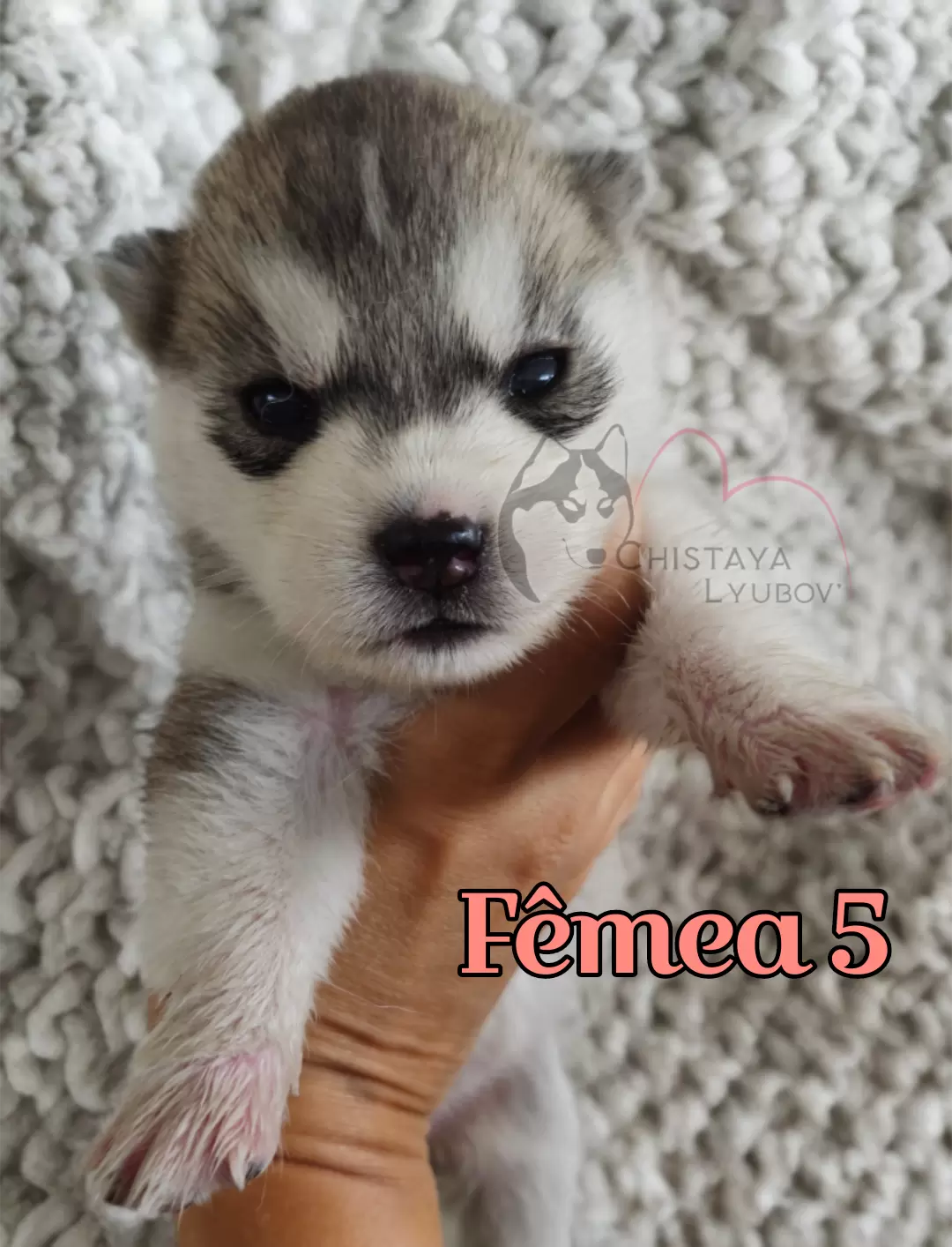 Fêmea 5