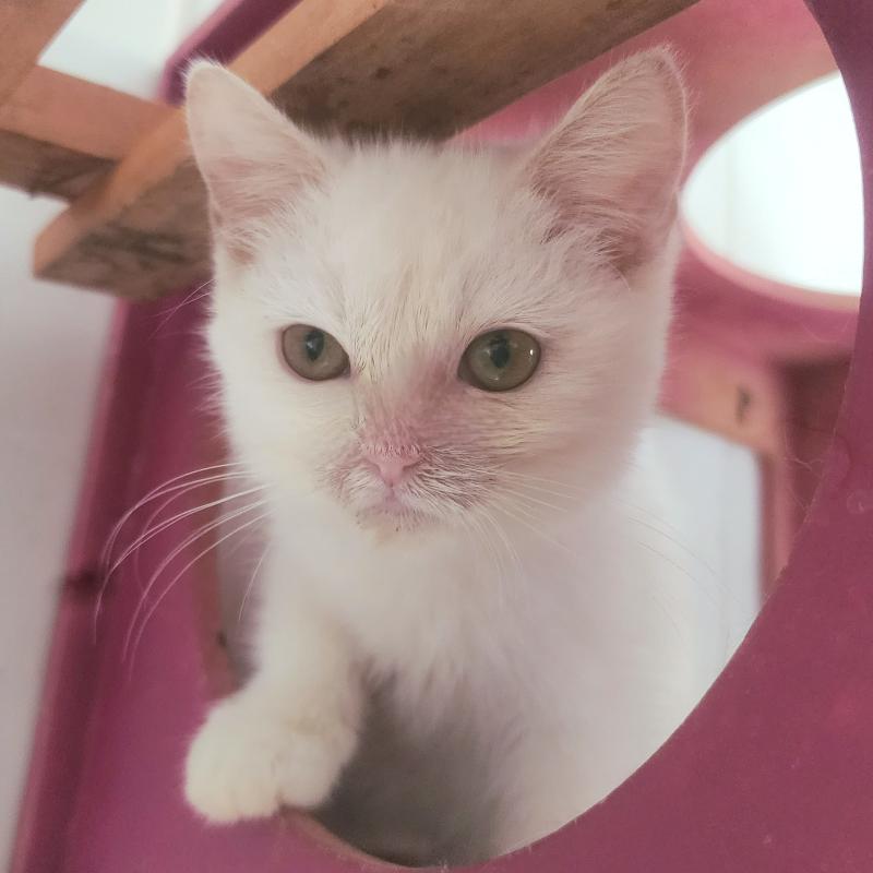 Minou