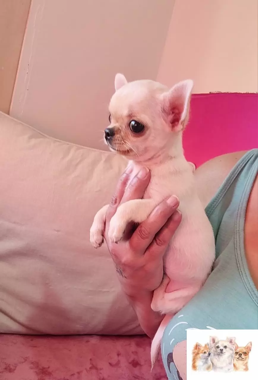 DALILA