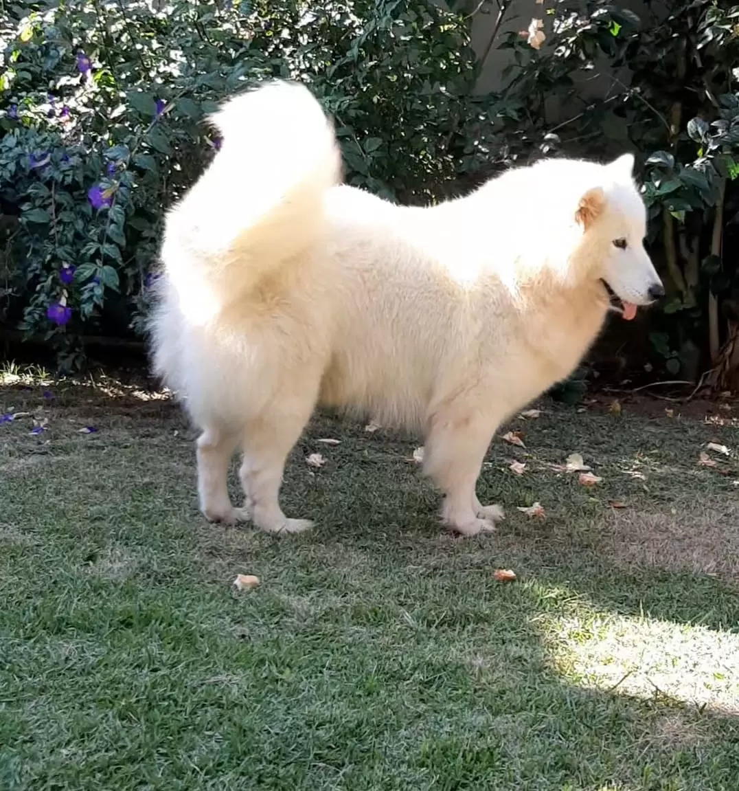 NALLA