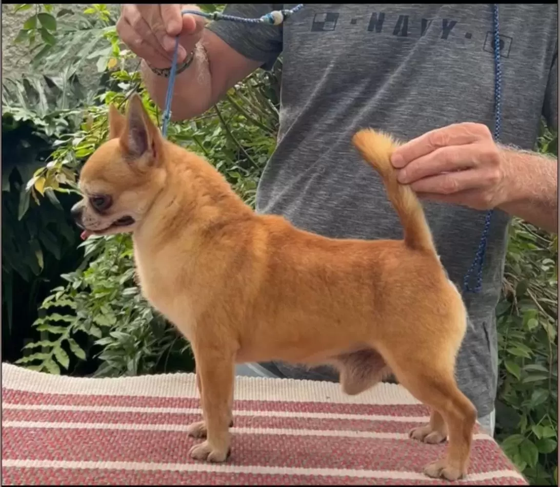 Caramelo