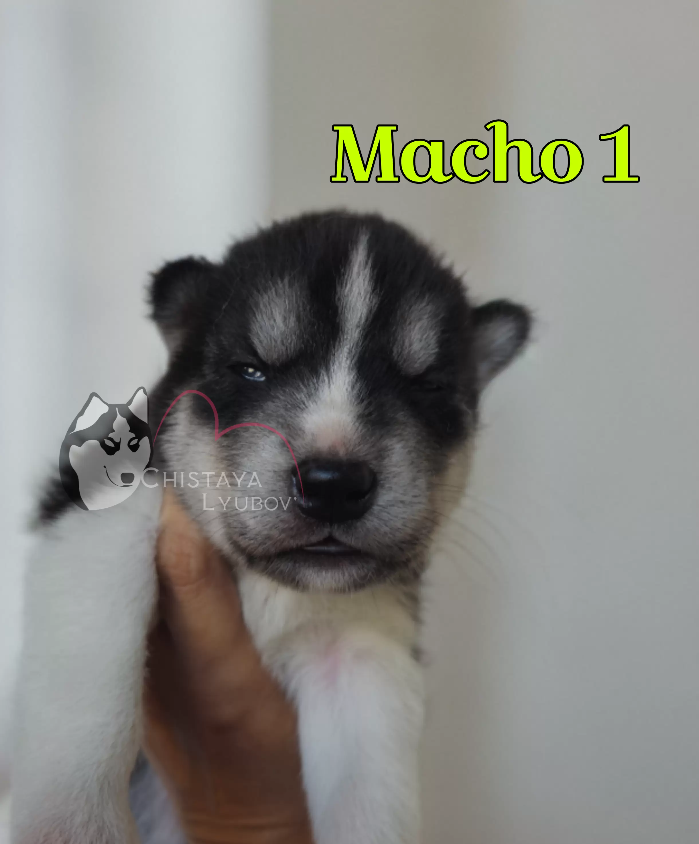 Macho 1