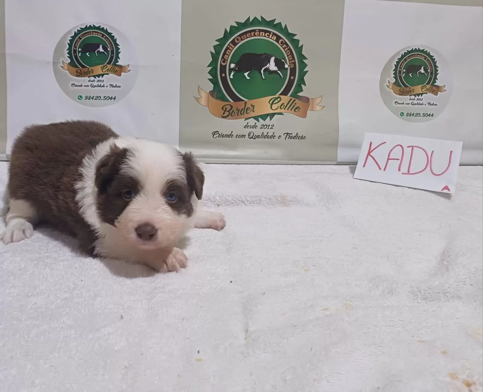 Kadu