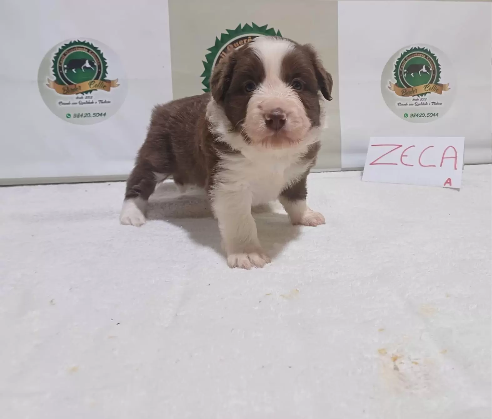 Zeca