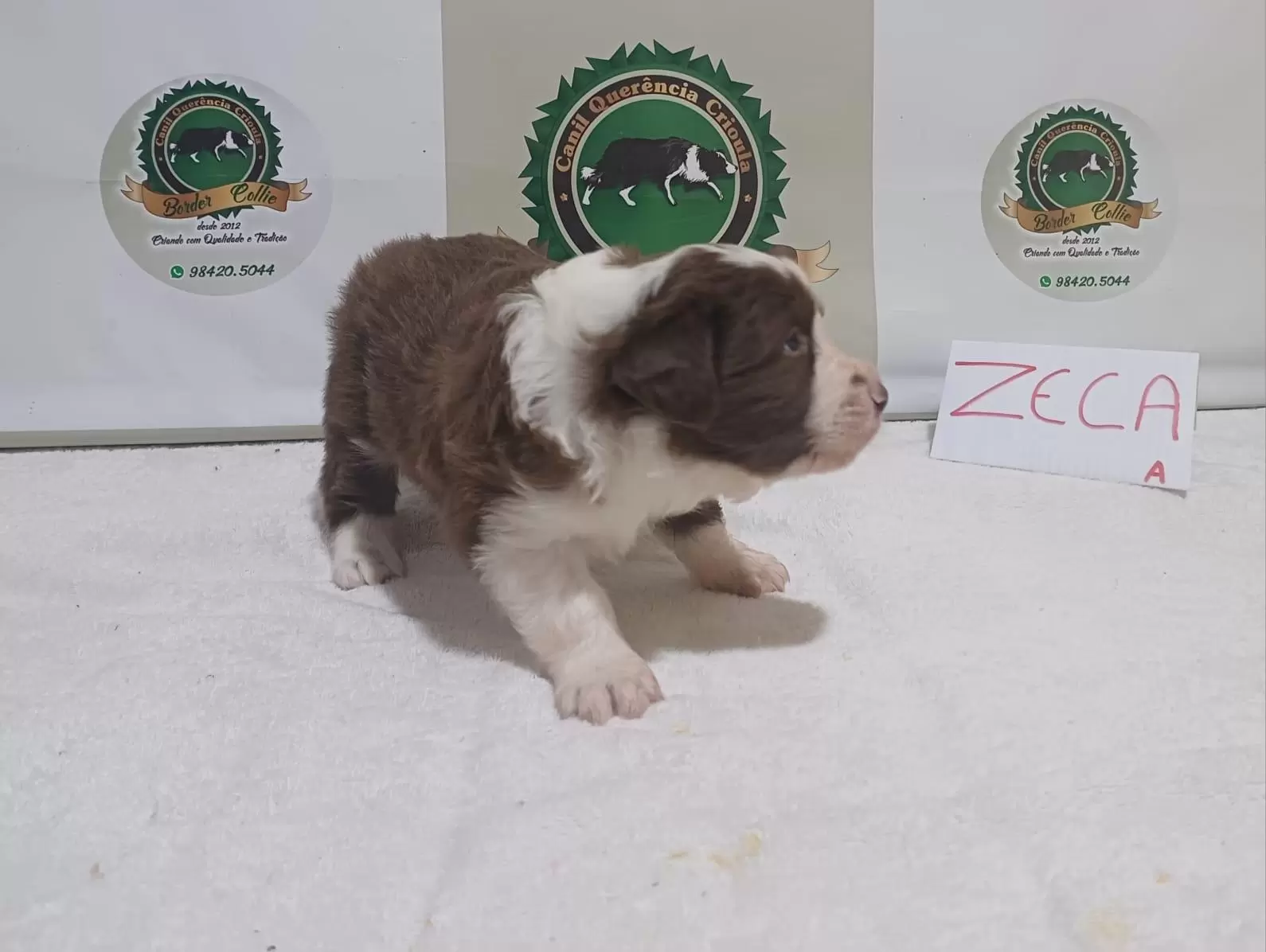 Zeca