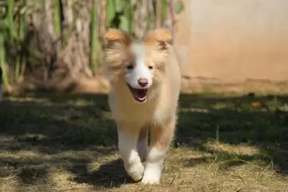 Pipo Fortune Dogs