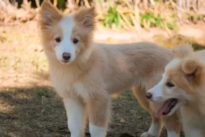 Kairo Fortune Dogs