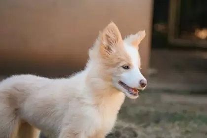 Kairo Fortune Dogs