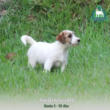 COROA CELTA JRT TIZIANO