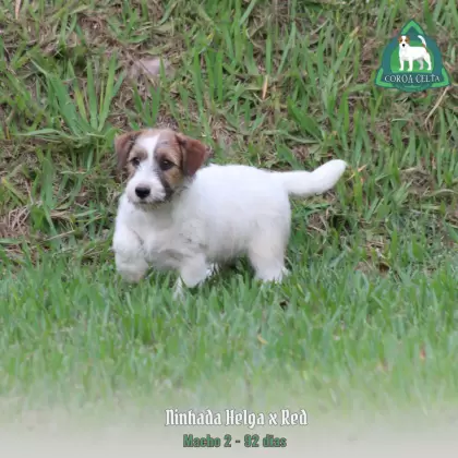 COROA CELTA JRT TIZIANO