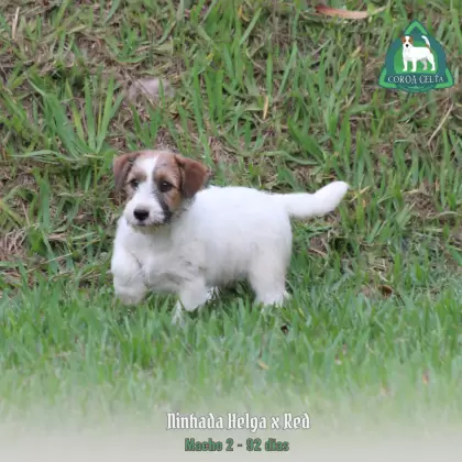 COROA CELTA JRT TIZIANO