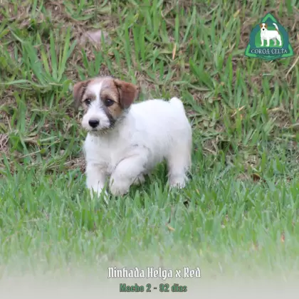 COROA CELTA JRT TIZIANO