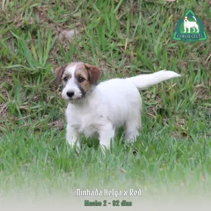 COROA CELTA JRT TIZIANO
