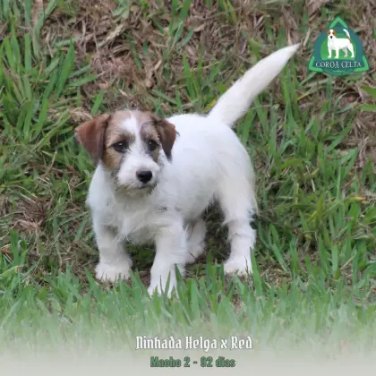 COROA CELTA JRT TIZIANO