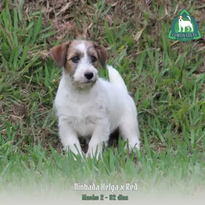 COROA CELTA JRT TIZIANO