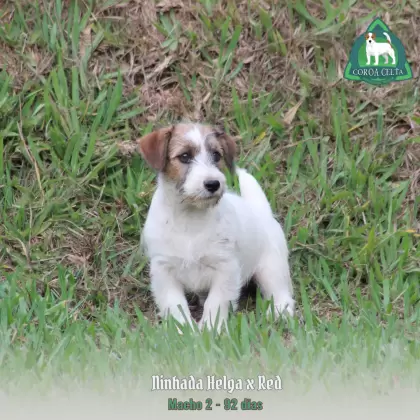 COROA CELTA JRT TIZIANO