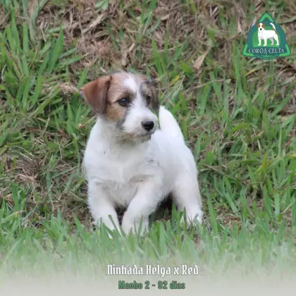 COROA CELTA JRT TIZIANO