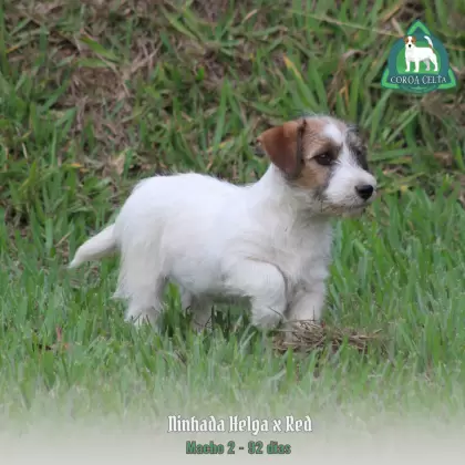 COROA CELTA JRT TIZIANO