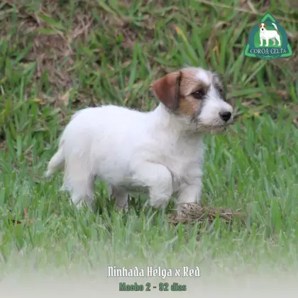 COROA CELTA JRT TIZIANO