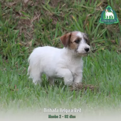 COROA CELTA JRT TIZIANO