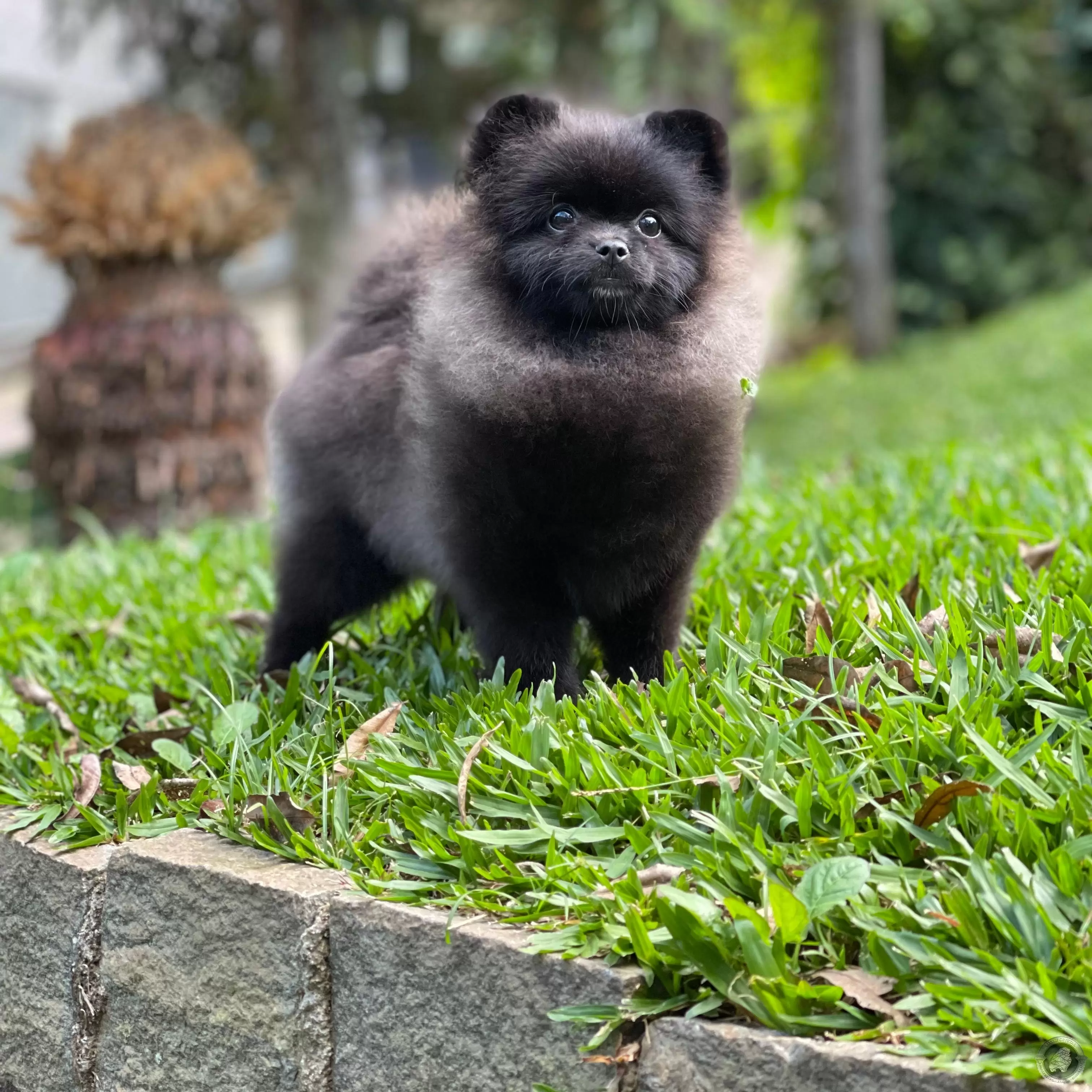 LITTLE CRYSTAL ZURI