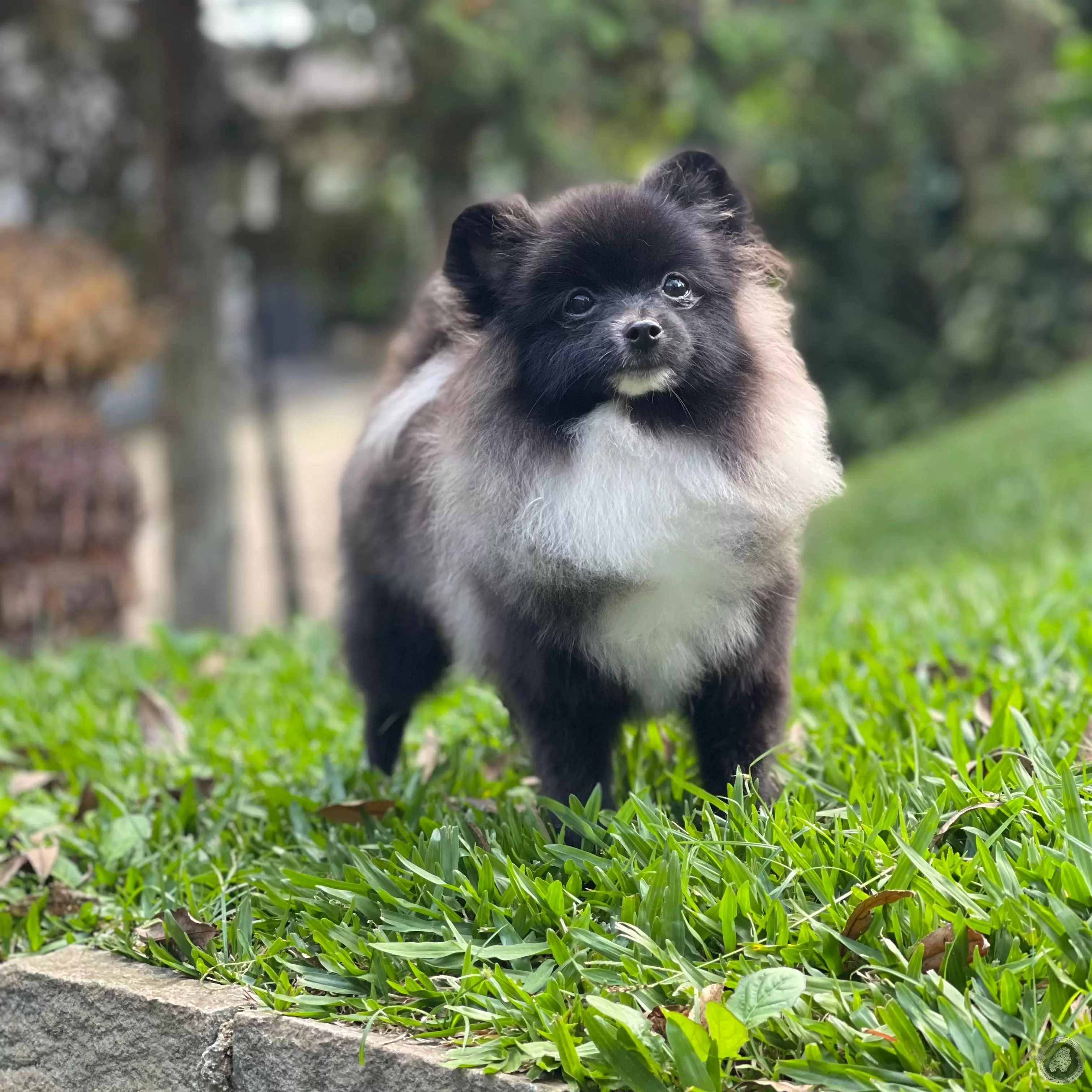 LITTLE CRYSTAL MORPHEUS