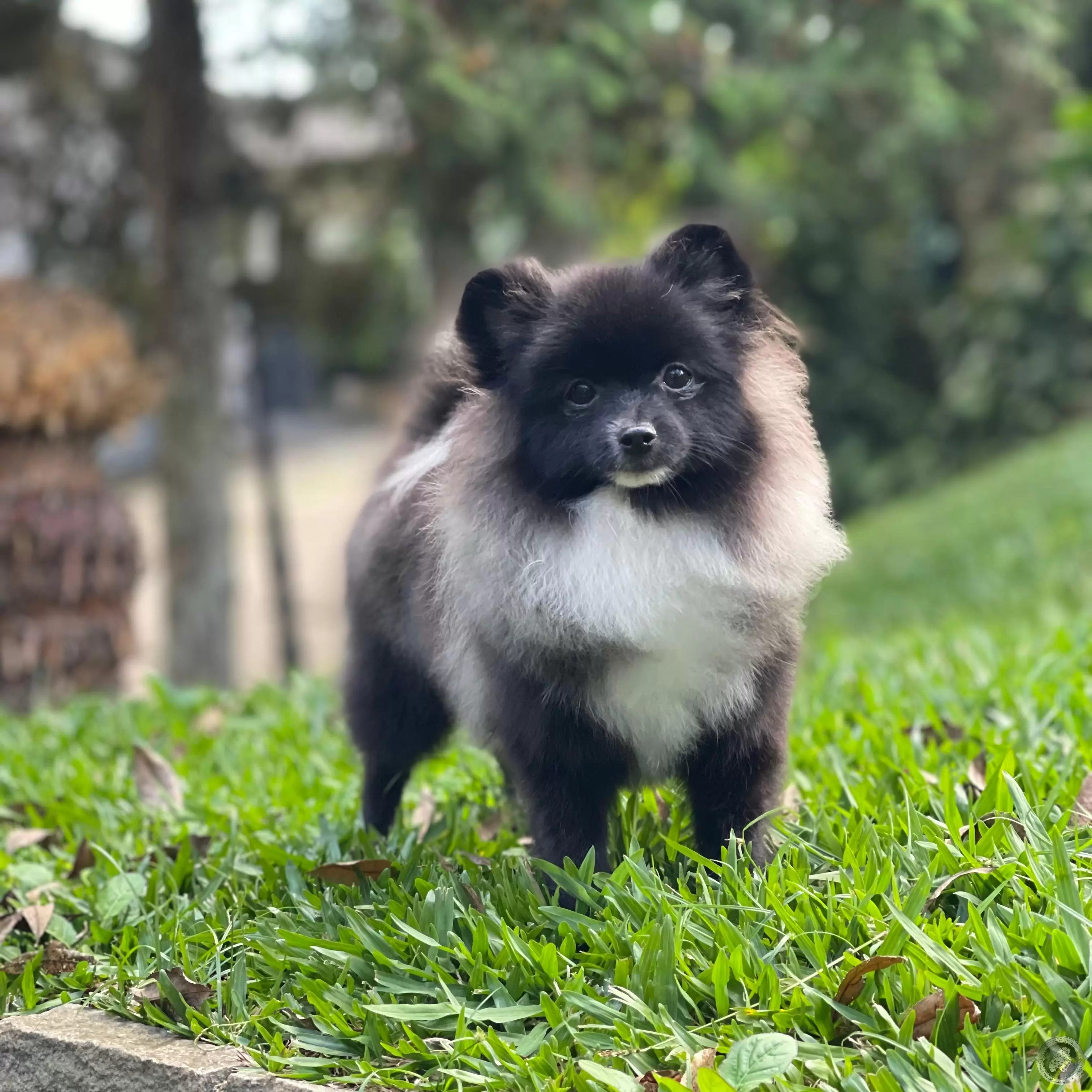 LITTLE CRYSTAL MORPHEUS